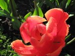 SX21967 Red tulip in back garden.jpg